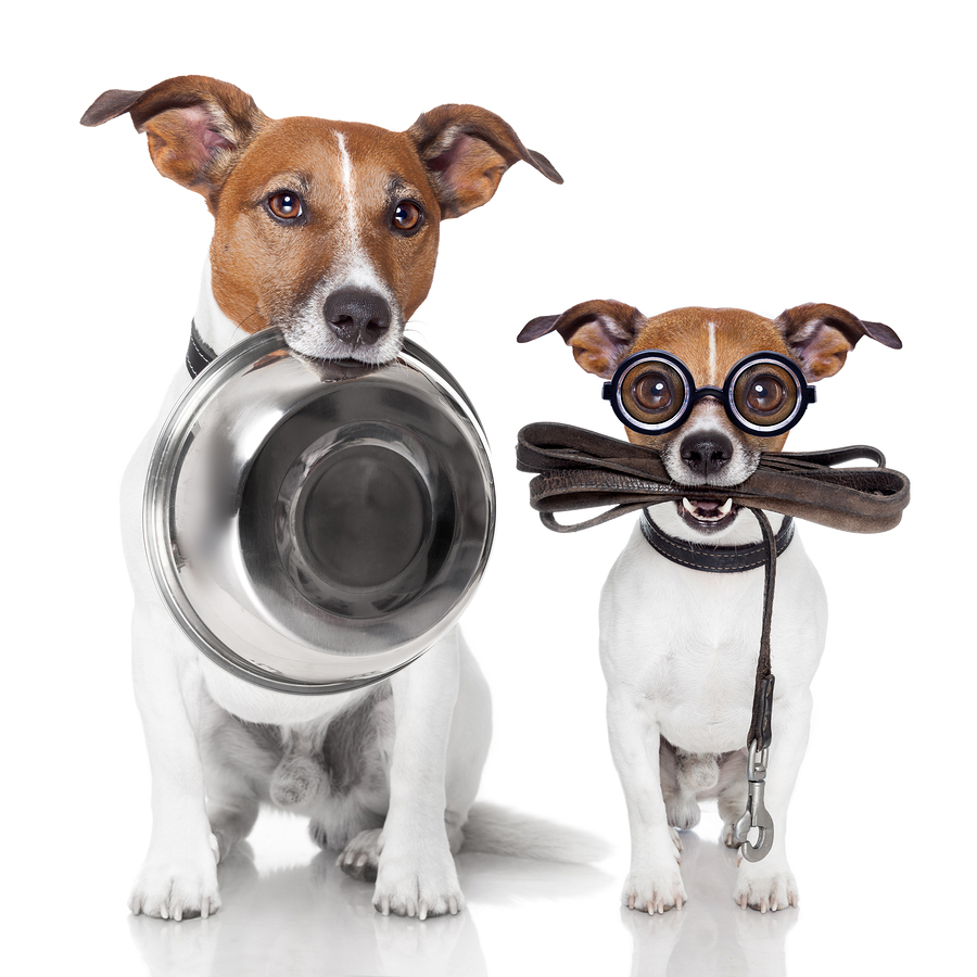Simple, clear, concise communication needed in pet care business